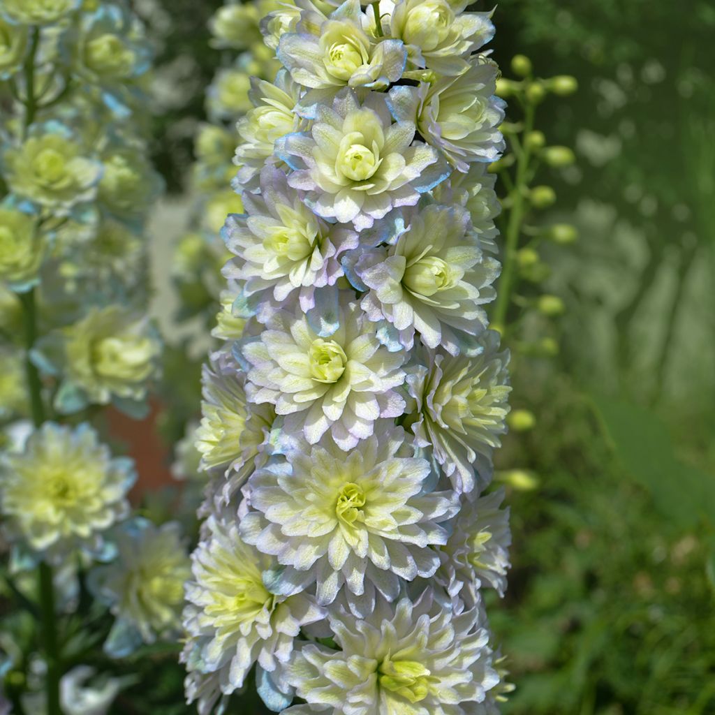 Delphinium Crystal Delight - Ridderspoor