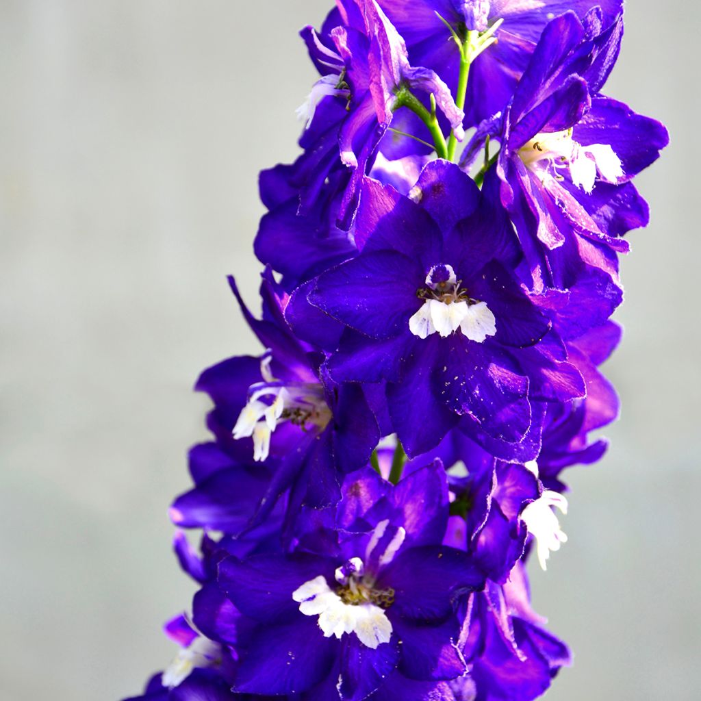 Delphinium Pacific-hybrid Magic Fountain Dark Blue-White - Ridderspoor