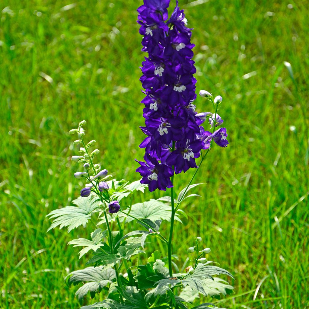 Delphinium Pacific-hybrid Magic Fountain Dark Blue-White - Ridderspoor
