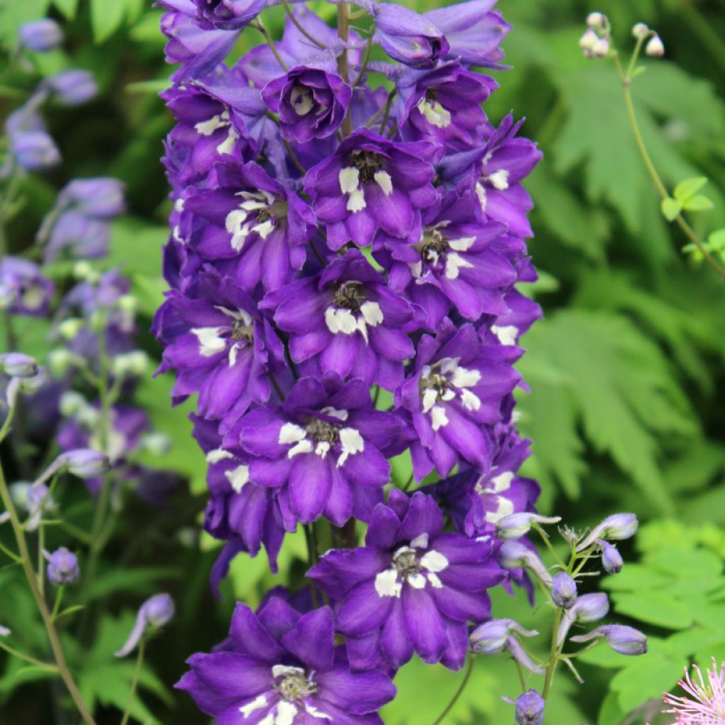 Delphinium Pacific-hybrid Magic Fountain Dark Blue-White - Ridderspoor