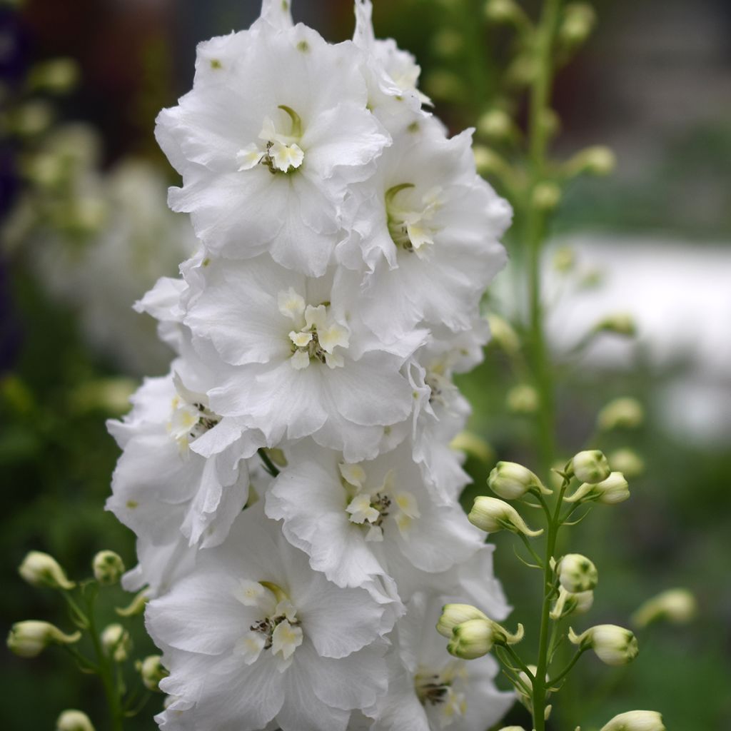 Delphinium elatum Guardian Wit - Ridderspoor