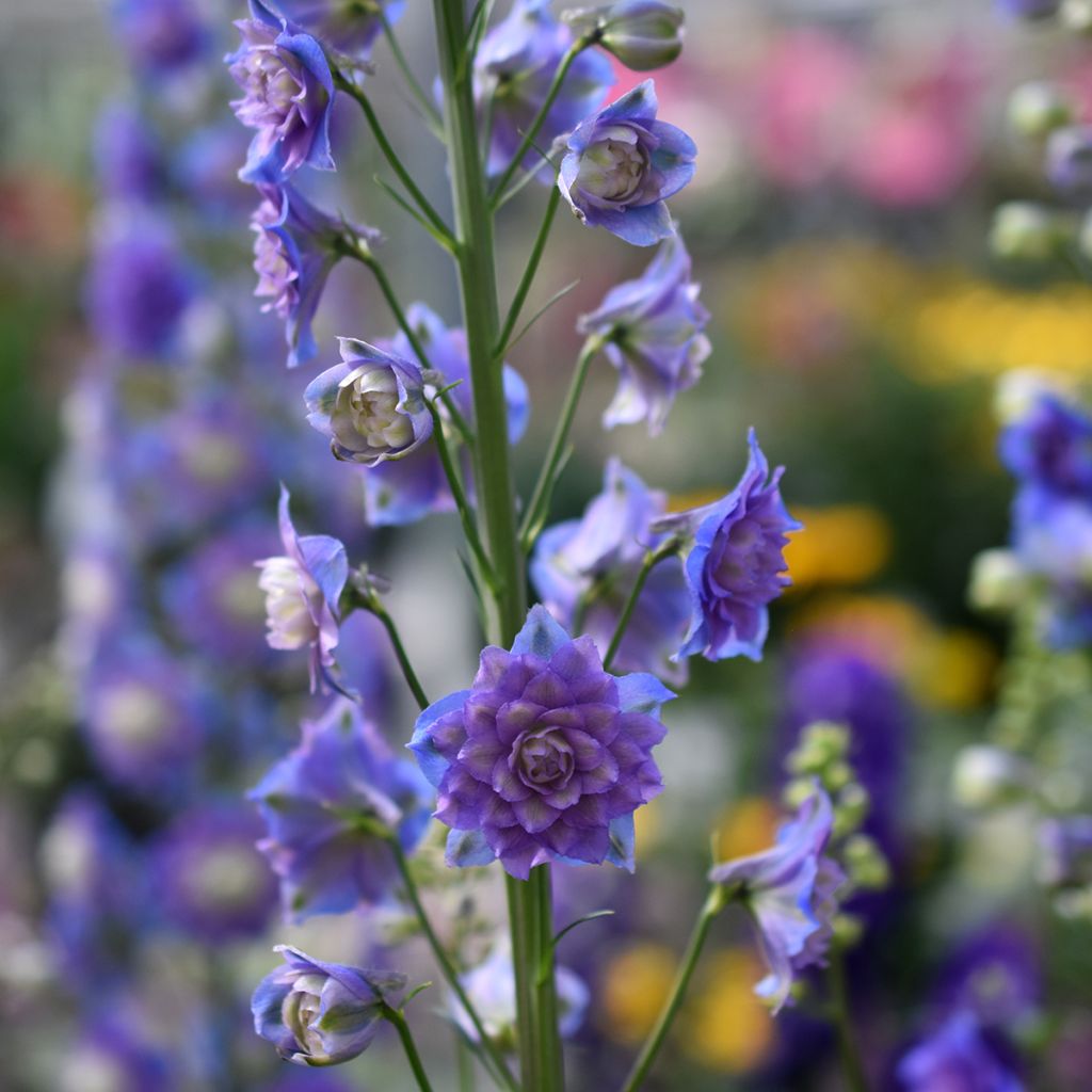 Delphinium elatum Highlander Bolero - Ridderspoor