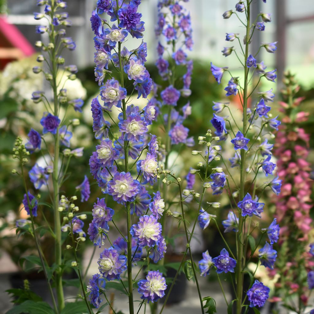 Delphinium elatum Highlander Bolero - Ridderspoor