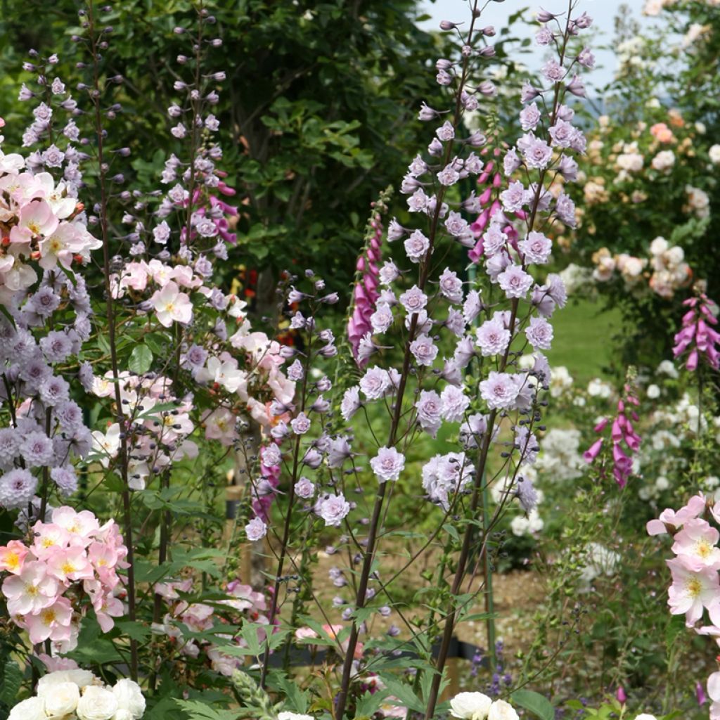 Delphinium Highlander Cha Cha - Ridderspoor