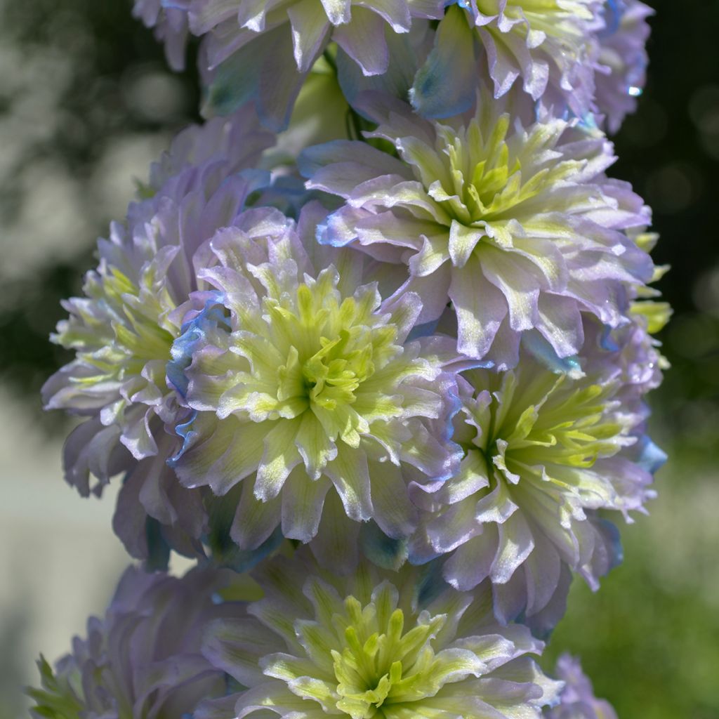 Delphinium Highlander Sweet Sensation - Ridderspoor