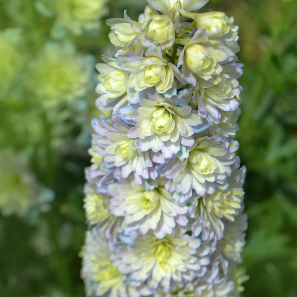 Delphinium Highlander Sweet Sensation - Ridderspoor