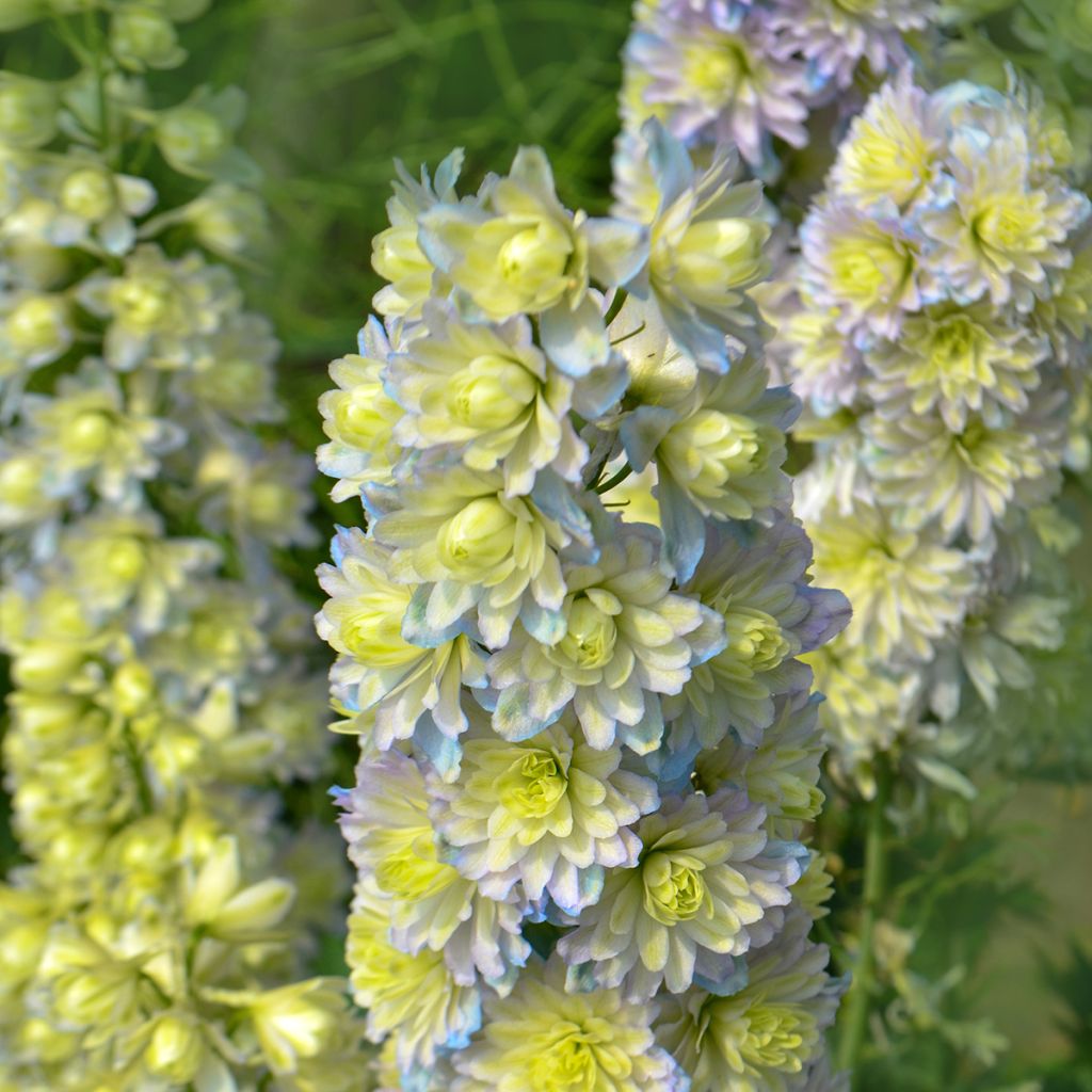 Delphinium Highlander Sweet Sensation - Ridderspoor