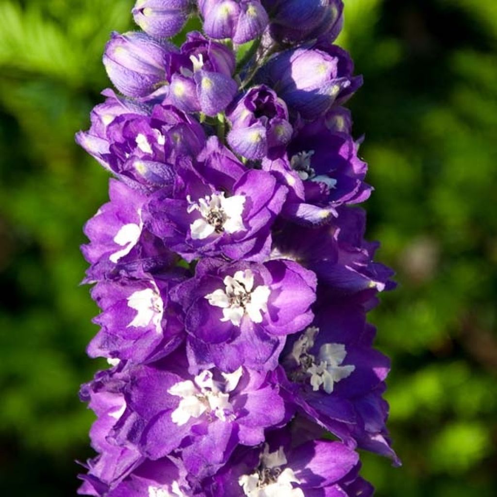 Delphinium Pacific King Arthur - Ridderspoor