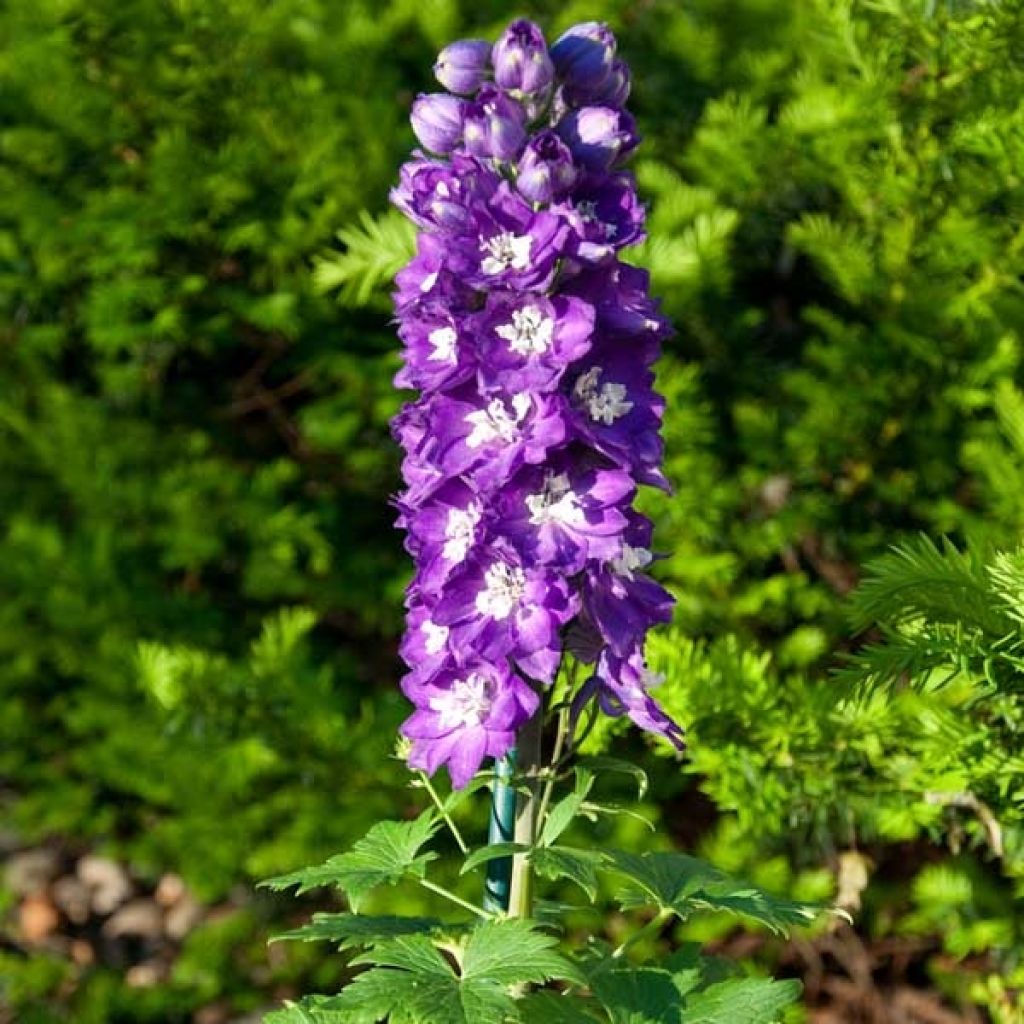 Delphinium Pacific King Arthur - Ridderspoor