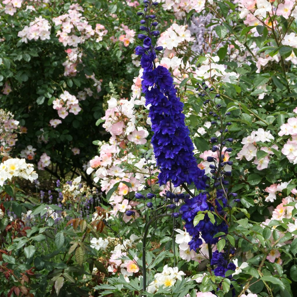 Delphinium Pacific Black Knight - Ridderspoor