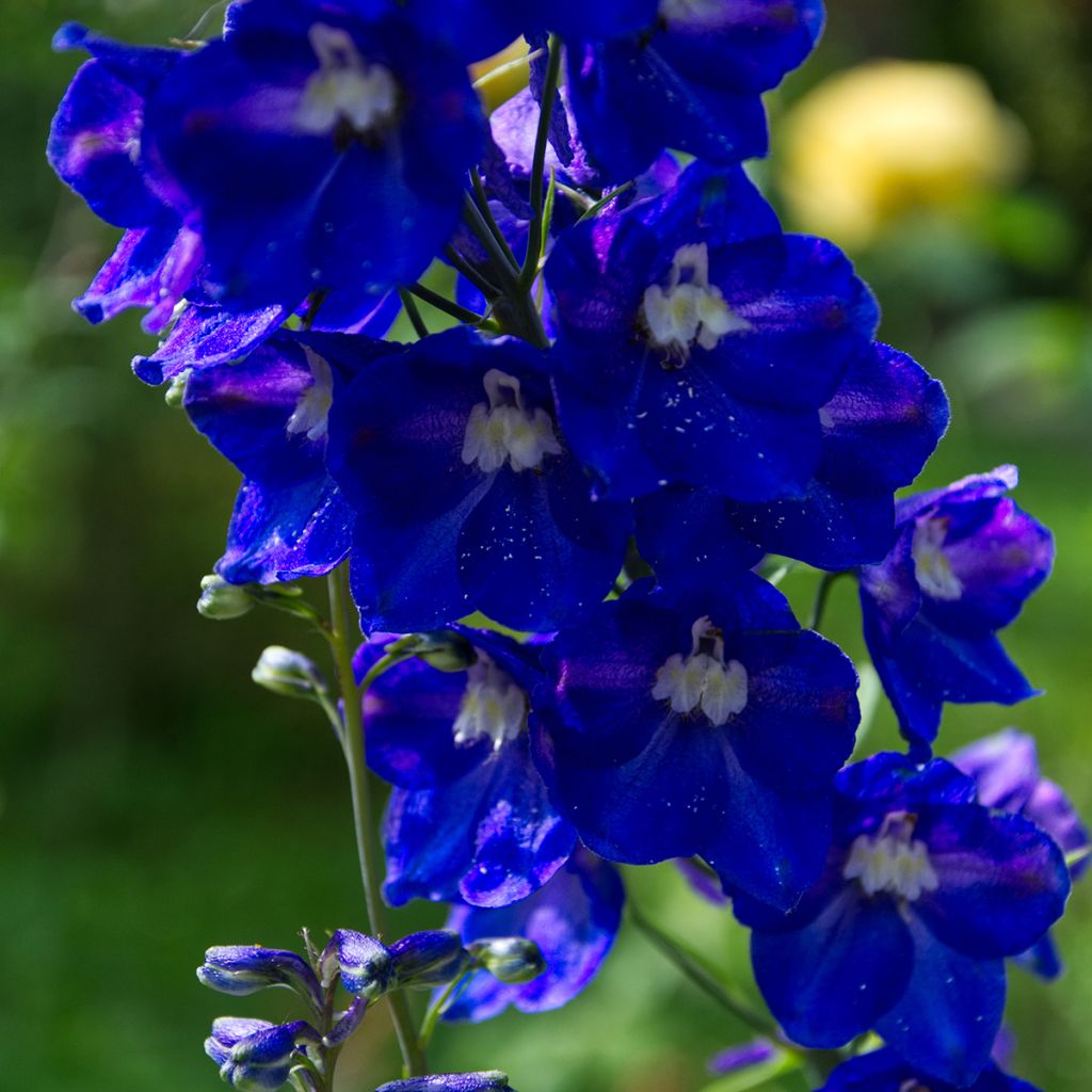 Delphinium Pacific Black Knight - Ridderspoor