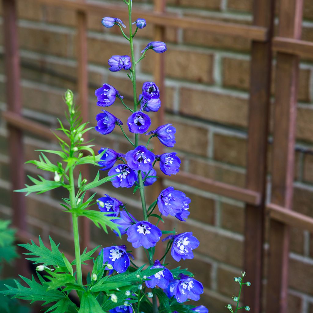 Delphinium Pacific Blue Bird - Ridderspoor