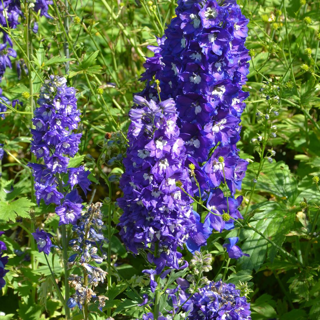 Delphinium Pacific Blue Bird - Ridderspoor