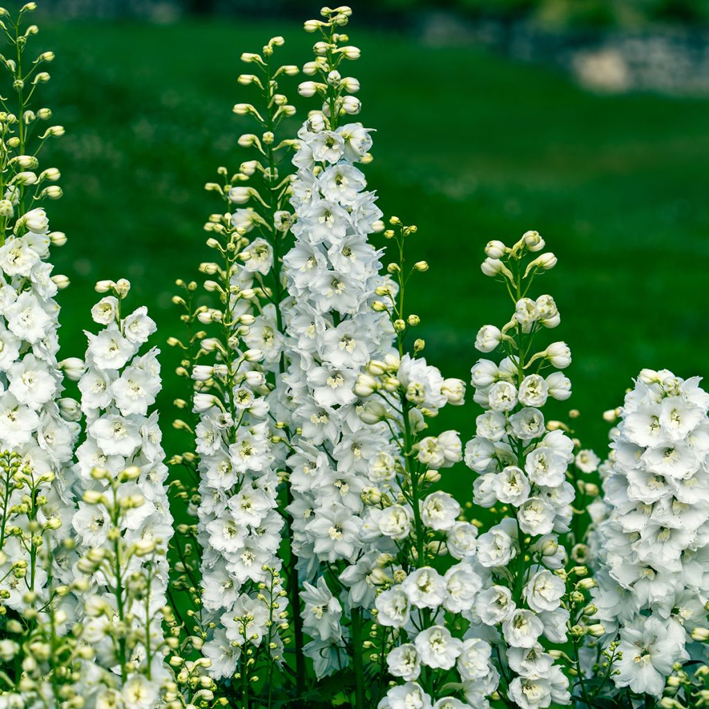 Delphinium Pacific Galahad - Ridderspoor
