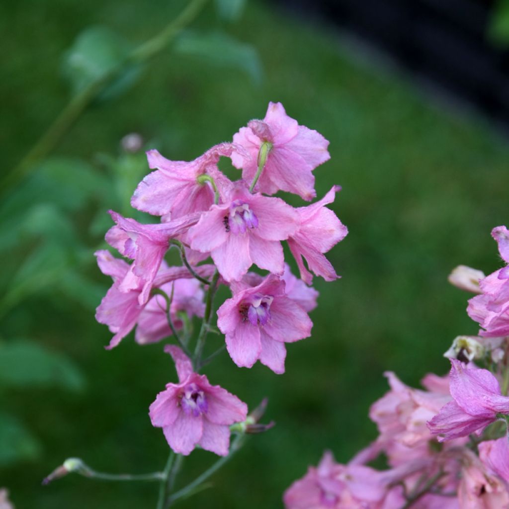 Delphinium Ruysii Pink Sensation - Ridderspoor