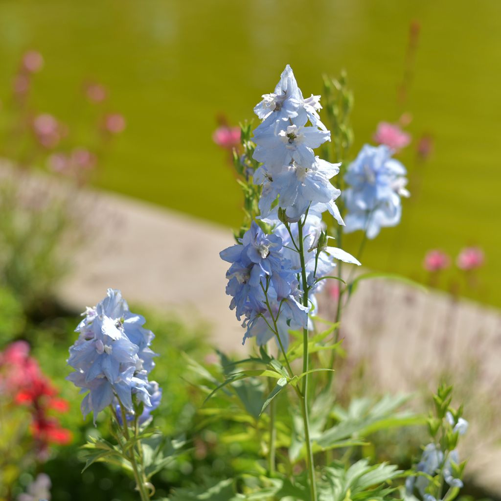 Delphinium belladonna Cliveden Beauty - Ridderspoor