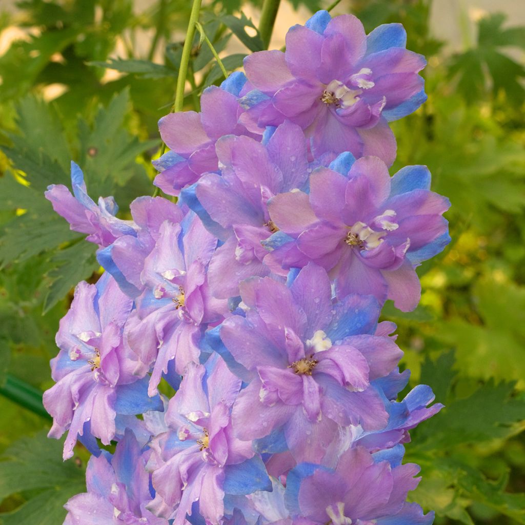 Delphinium elatum Morning Lights - Ridderspoor