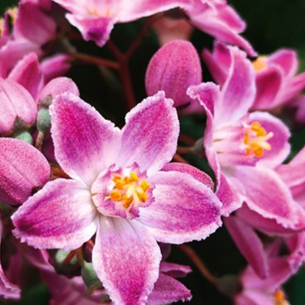 Deutzia Pink Cloud - Bruidsbloem