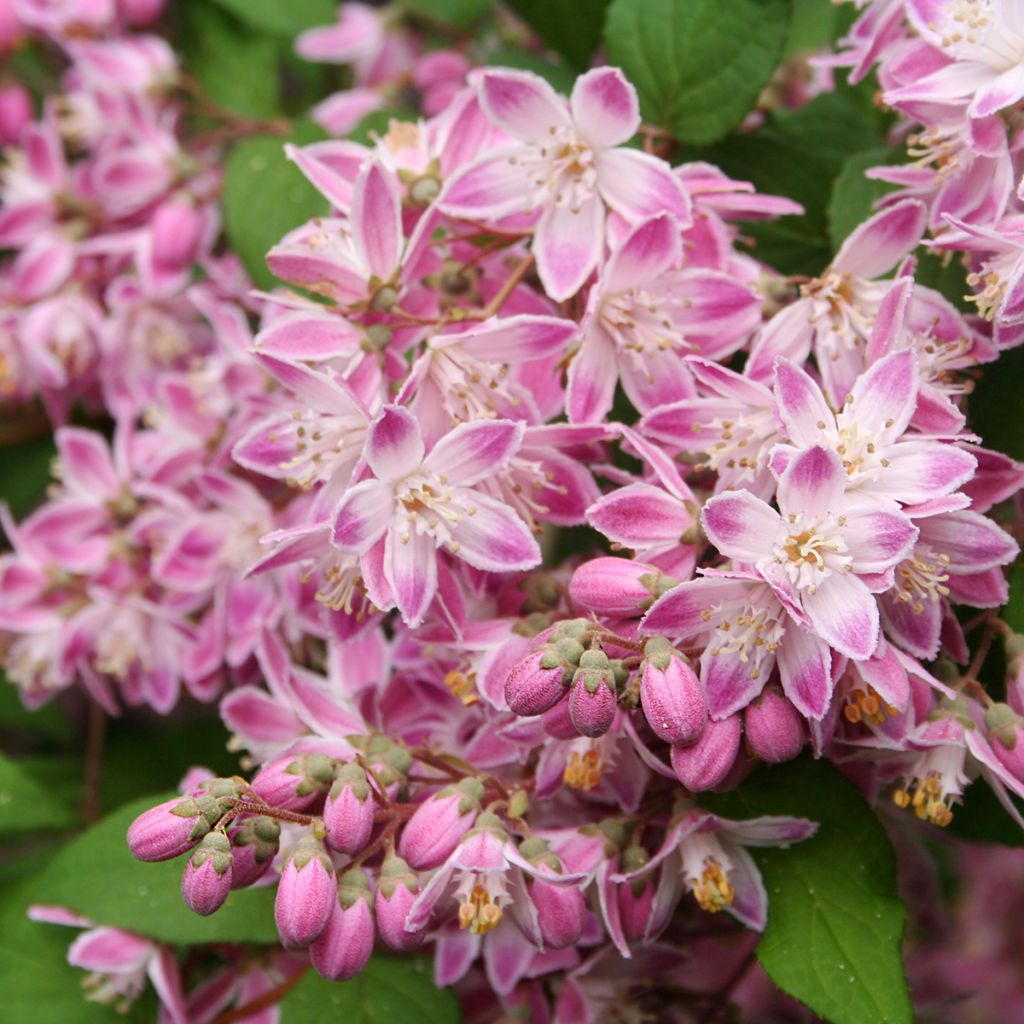 Deutzia Tourbillon Rouge - Bruidsbloem