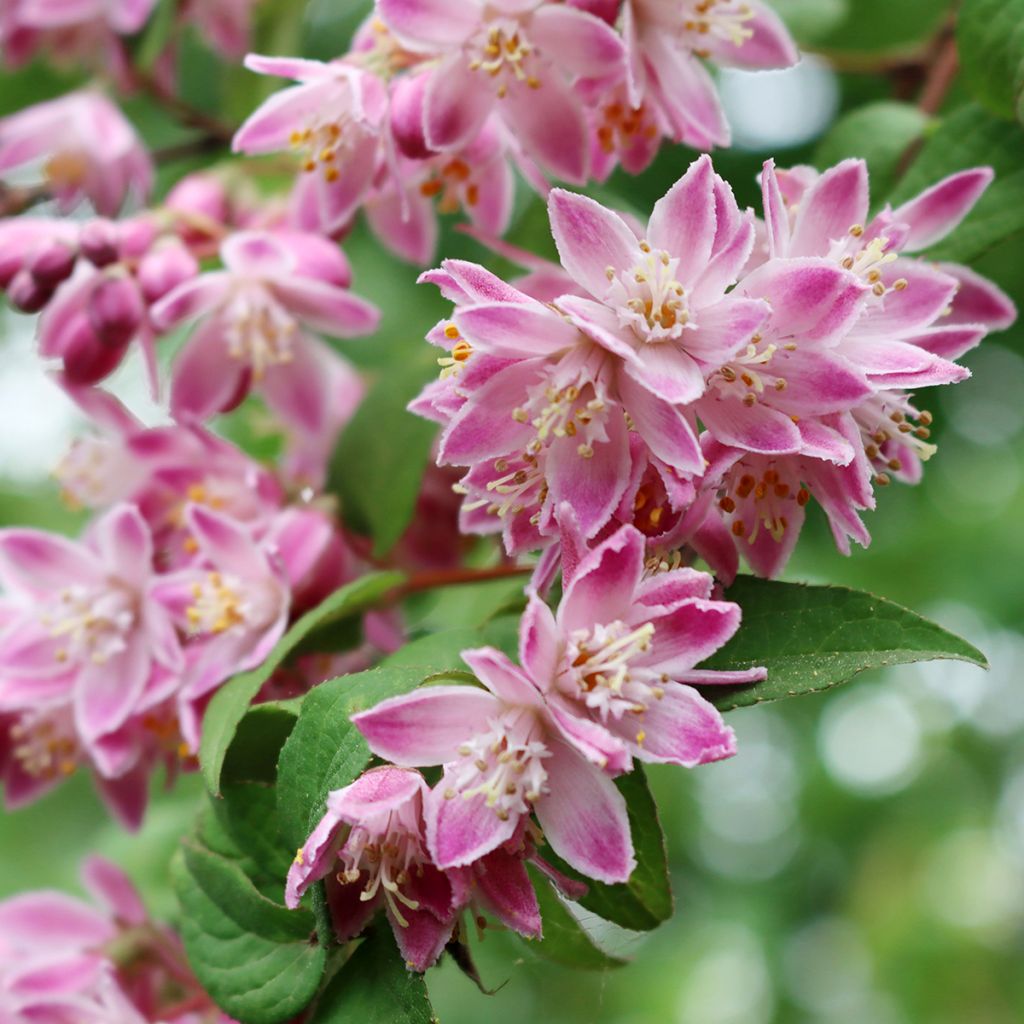Deutzia Tourbillon Rouge - Bruidsbloem