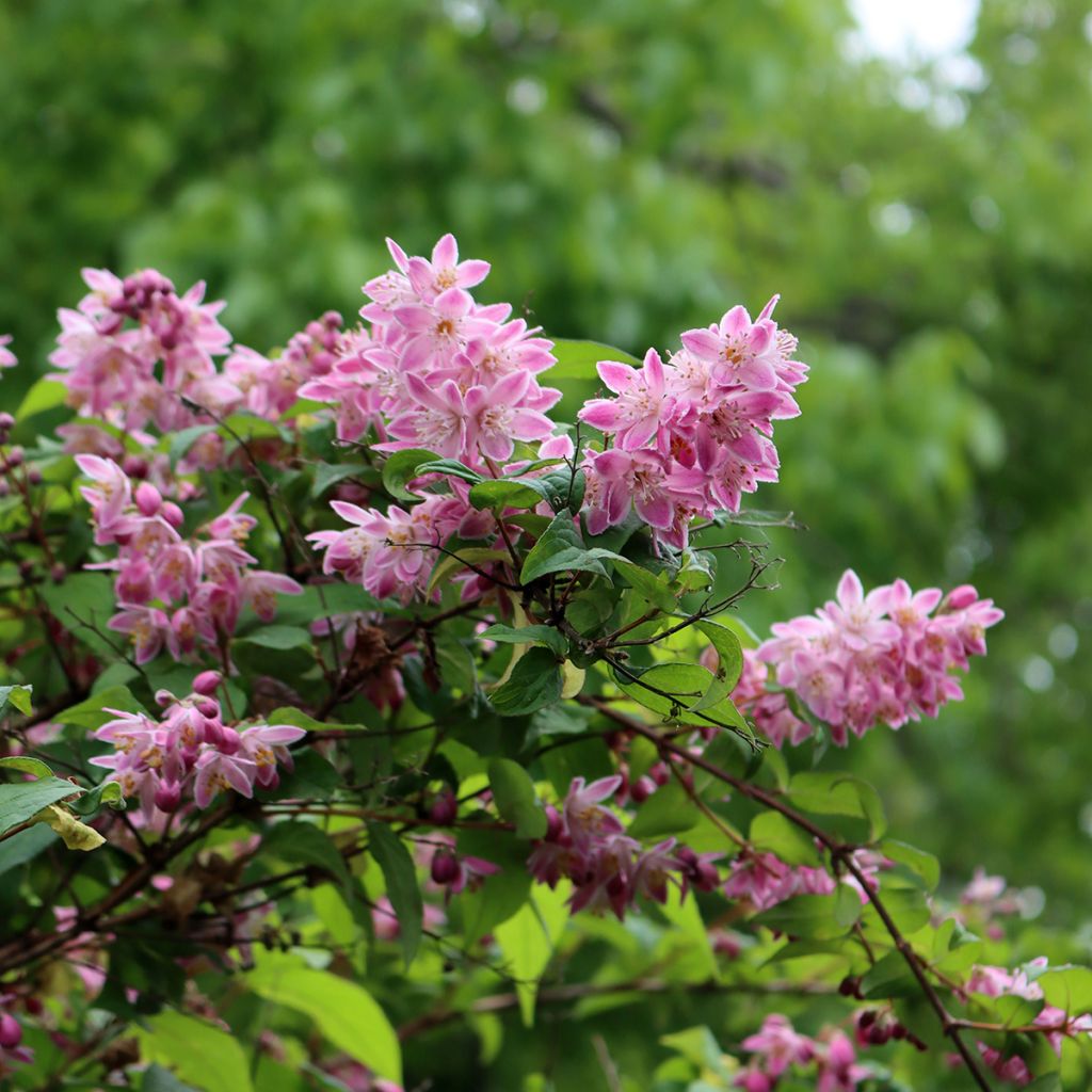 Deutzia Tourbillon Rouge - Bruidsbloem