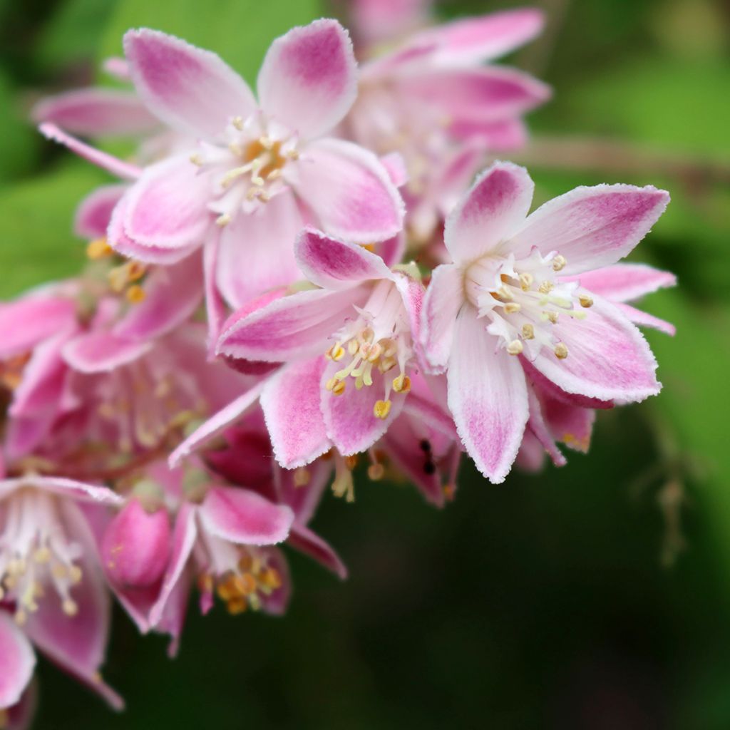Deutzia Tourbillon Rouge - Bruidsbloem