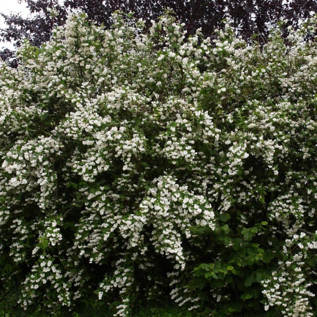 Deutzia crenata Pride of Rochester - Bruidsbloem