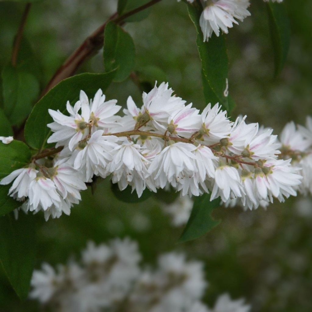 Deutzia crenata Pride of Rochester - Bruidsbloem
