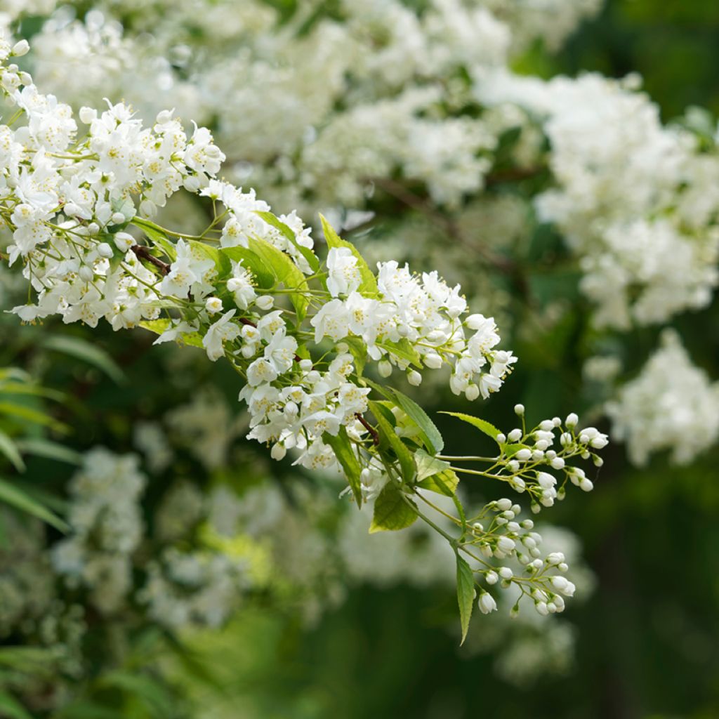 Deutzia gracilis - Bruidsbloem