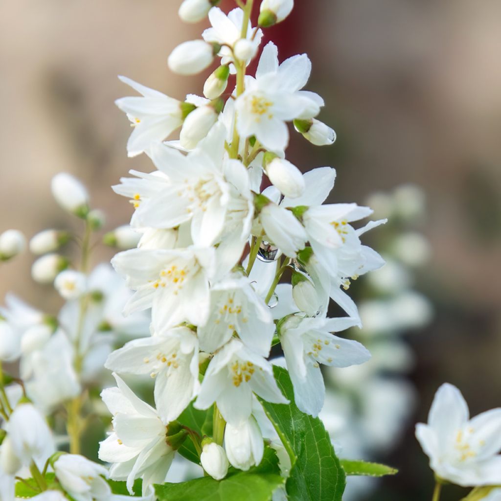 Deutzia gracilis - Bruidsbloem