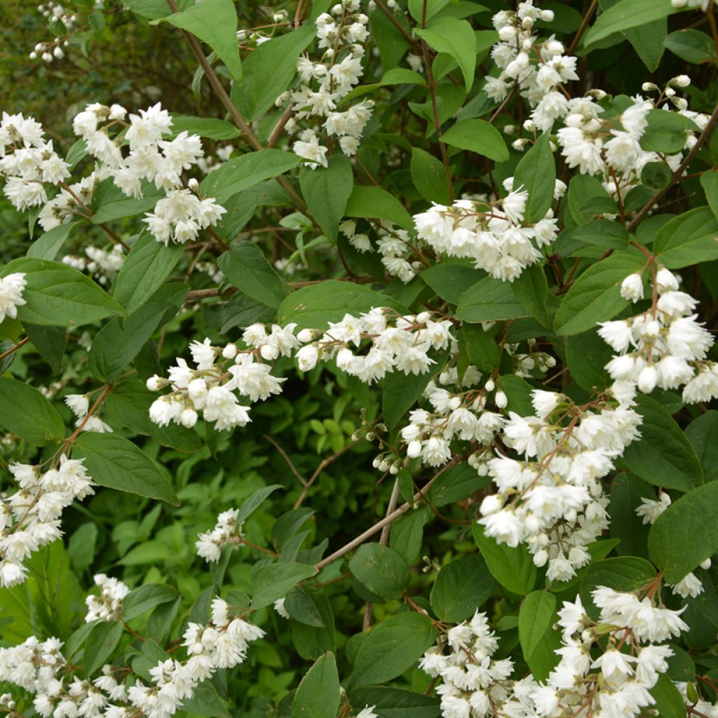 Deutzia gracilis - Bruidsbloem