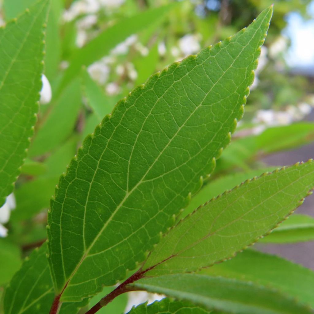Deutzia gracilis - Bruidsbloem