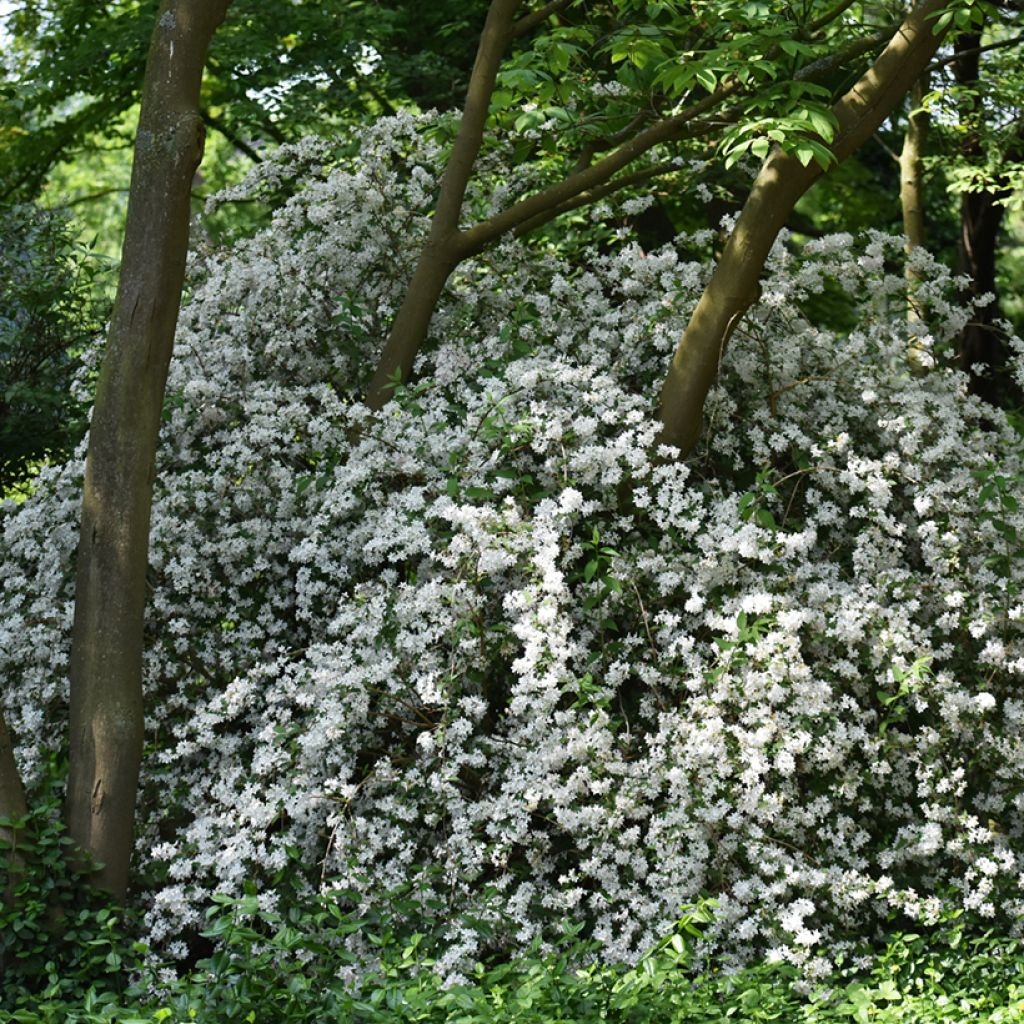 Deutzia gracilis Nikko - Bruidsbloem