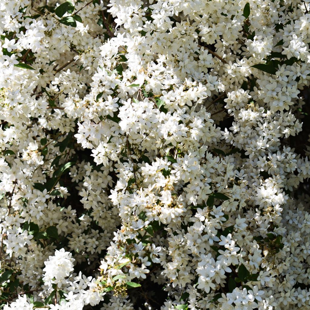 Deutzia gracilis Nikko - Bruidsbloem