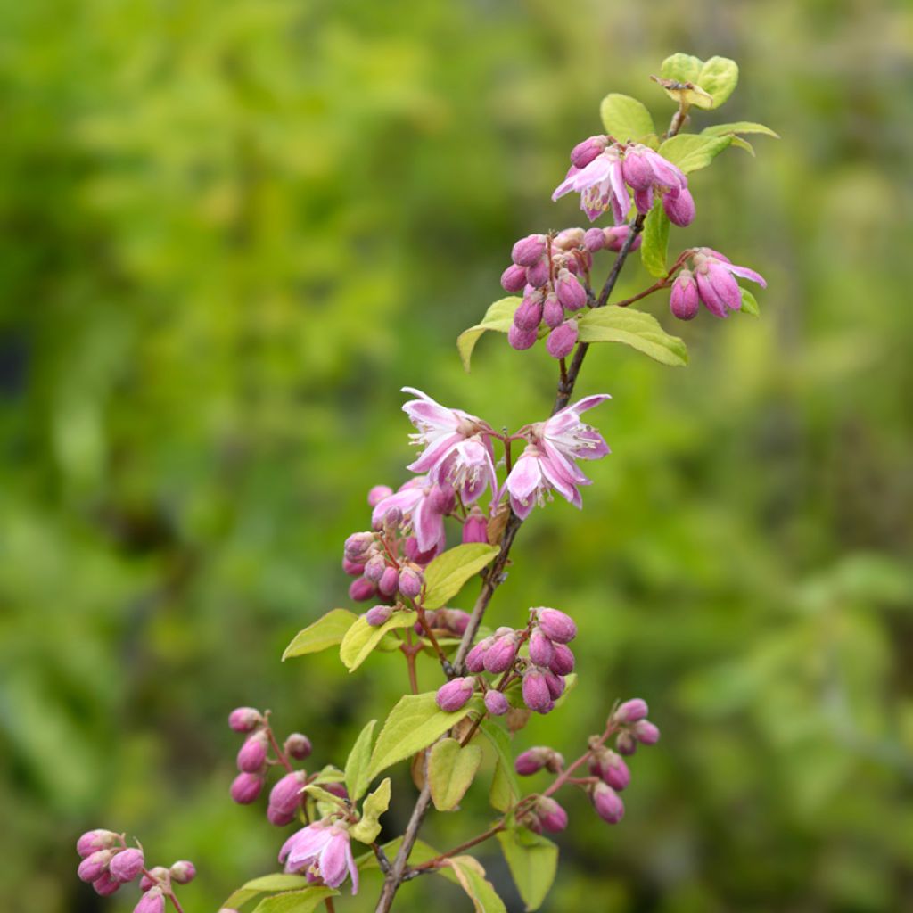 Deutzia hybrida Strawberry Fields - Bruidsbloem