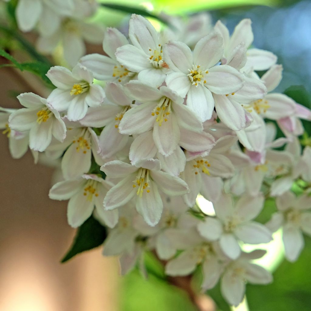 Deutzia lemoinei - Bruidsbloem