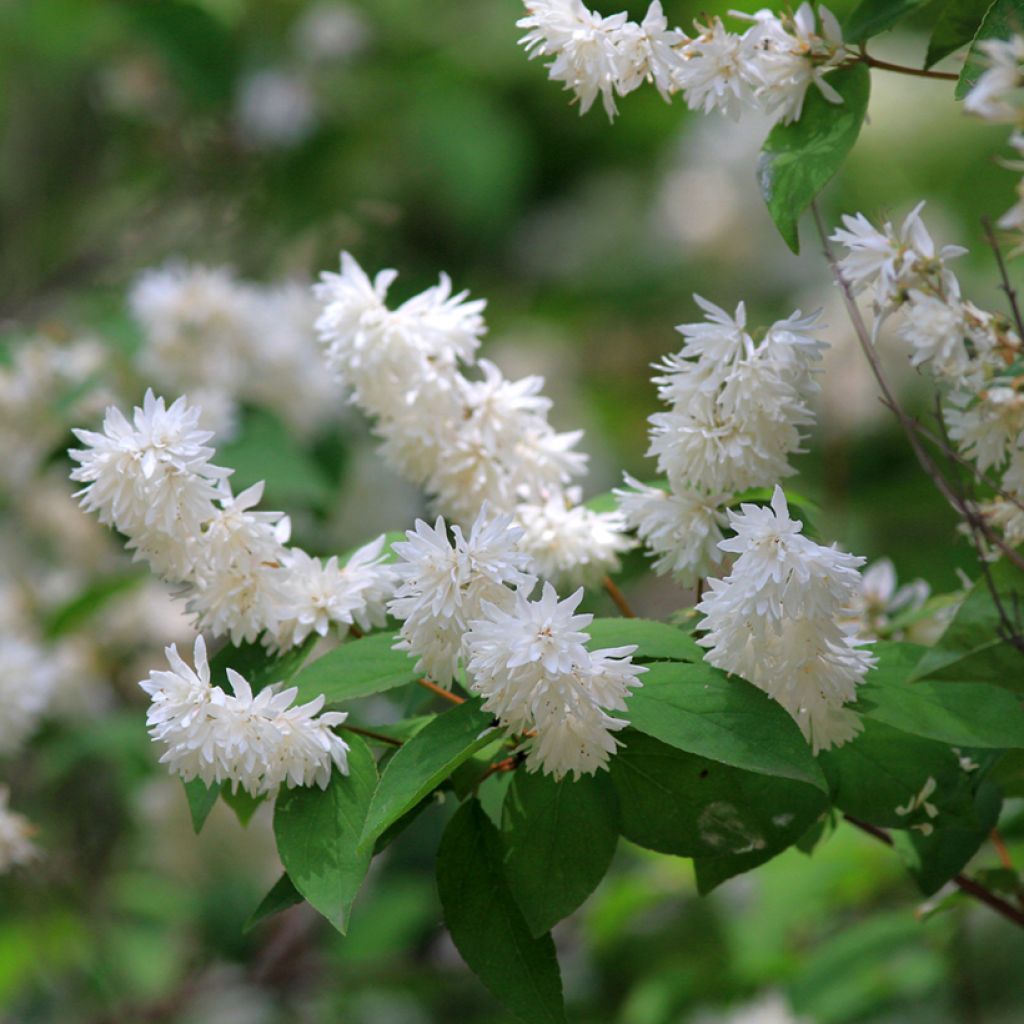 Deutzia magnifica - Bruidsbloem