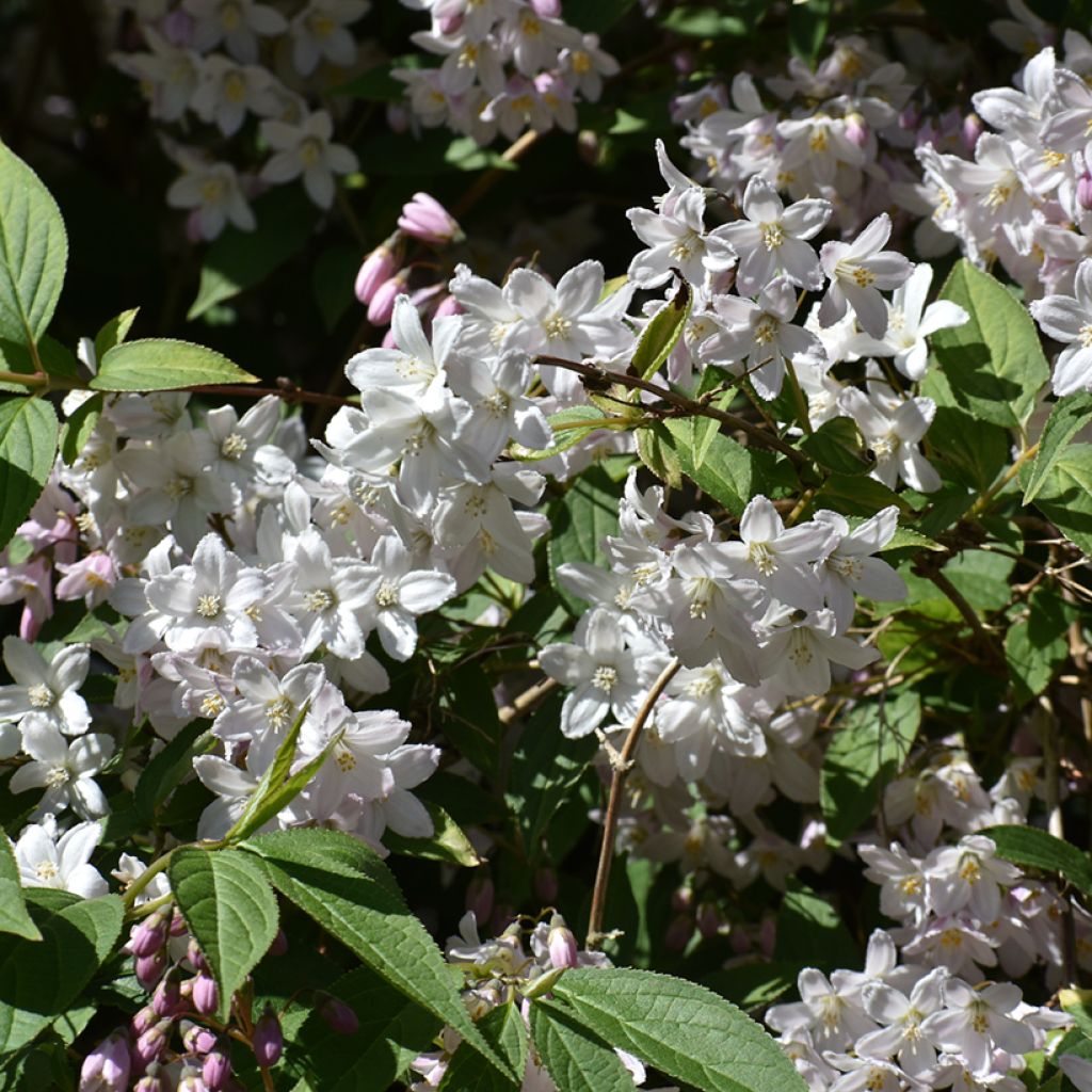 Deutzia rosea Campanulata - Bruidsbloem