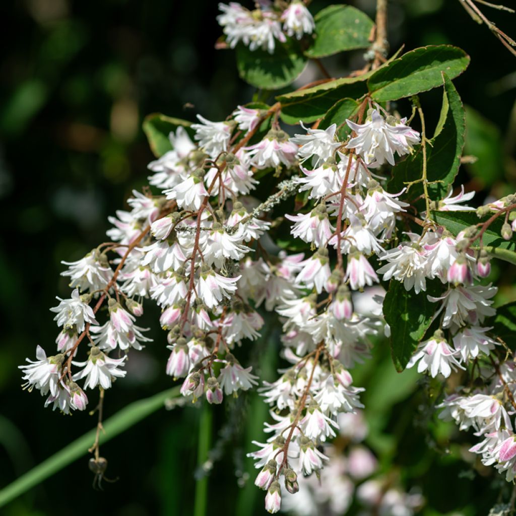 Deutzia scabra Codsall Pink - Bruidsbloem
