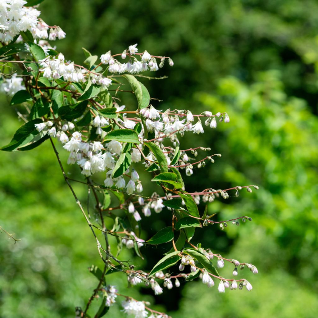 Deutzia scabra Codsall Pink - Bruidsbloem