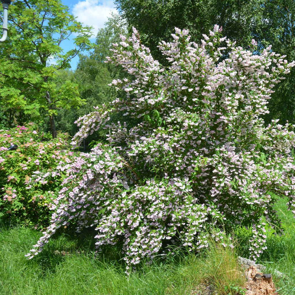 Deutzia scabra Codsall Pink - Bruidsbloem