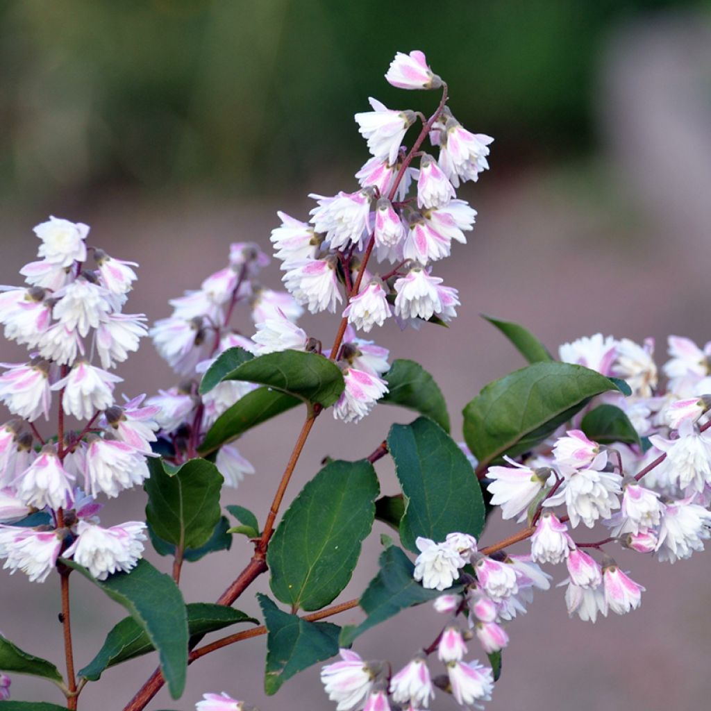 Deutzia scabra Plena - Bruidsbloem