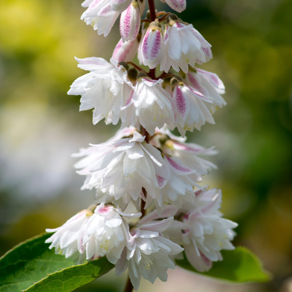 Deutzia scabra Plena - Bruidsbloem