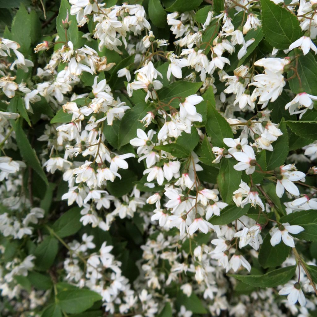 Deutzia lemoinei - Bruidsbloem
