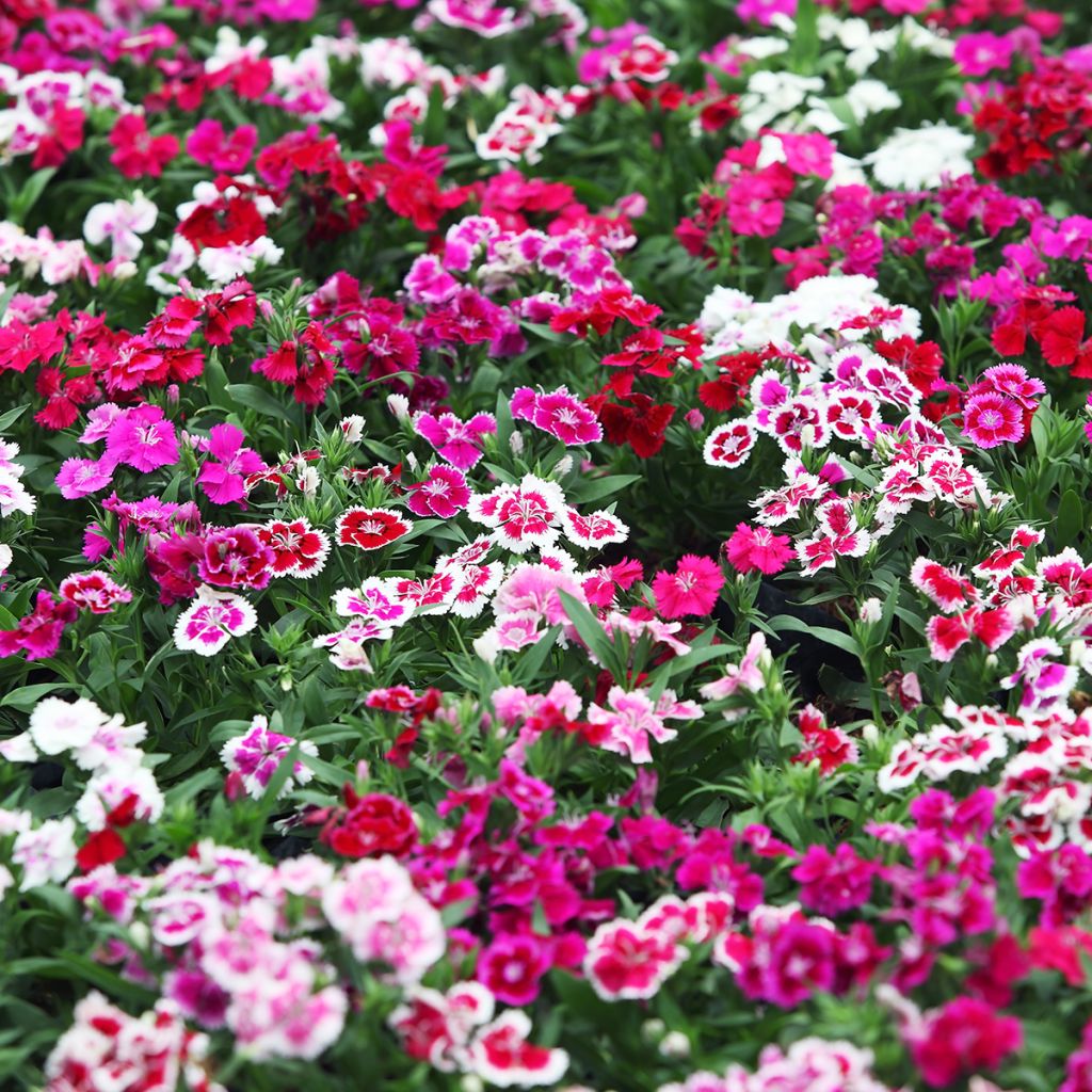 Duizendschoon Indian Carpet Mixed (zaad) - Dianthus barbatus