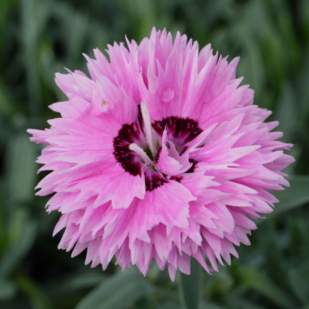 Anjer Pop Star - Dianthus