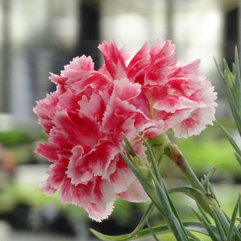 Dianthus Scent First Coral Reef - Grasanjer