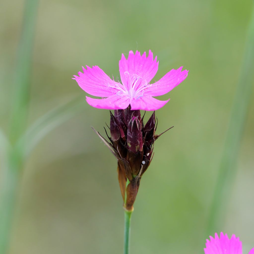 Dianthus carthusianorum - Kartuizer anjer