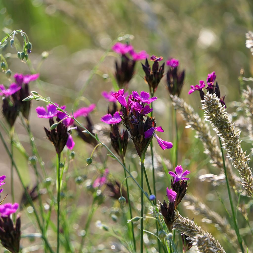 Dianthus carthusianorum - Kartuizer anjer