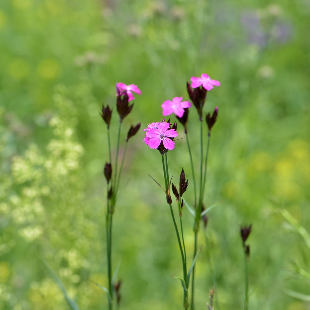 Dianthus carthusianorum - Kartuizer anjer